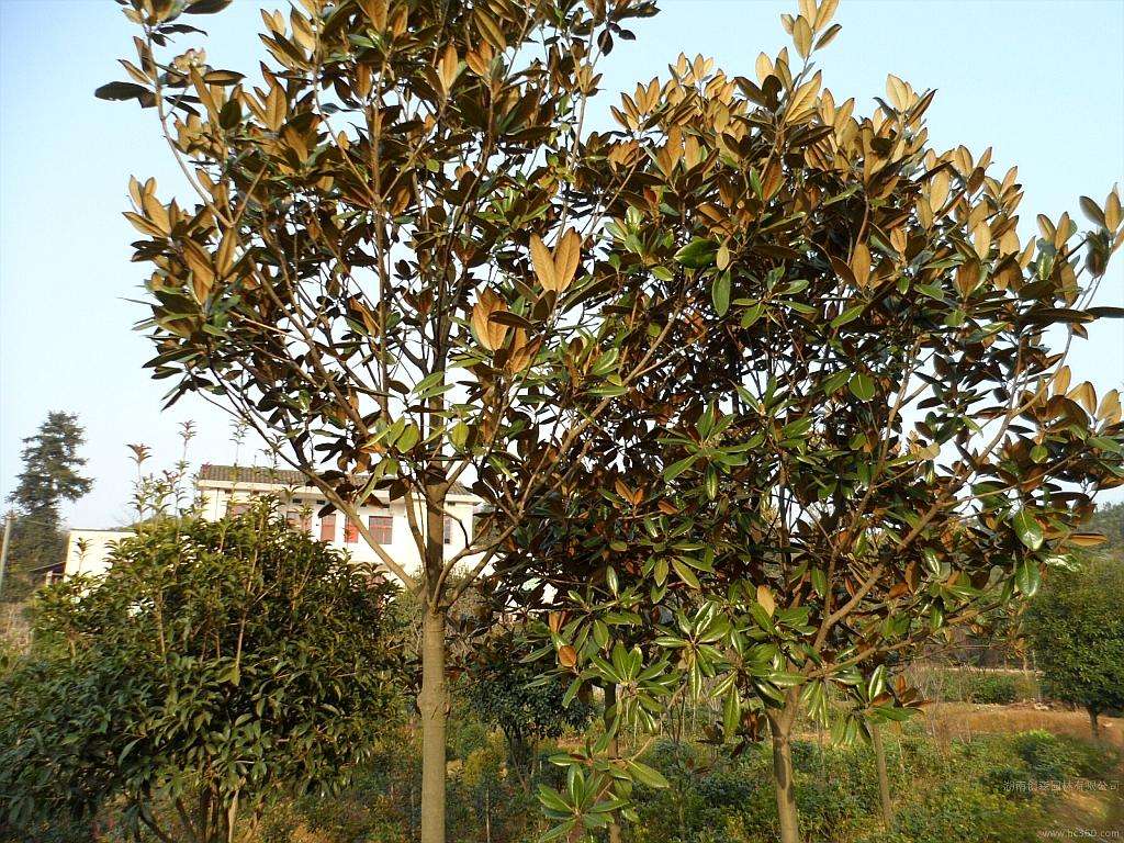紫玉兰、广玉兰、白玉兰哪个品种好_怎么区别紫玉兰和红玉兰