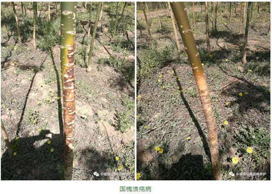 国槐腐烂病、溃疡病、白粉病的综合防治