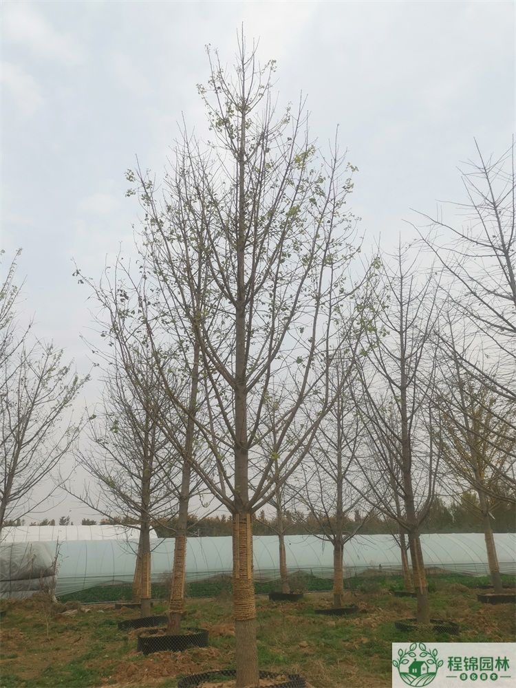 20公分丝瓜下载视频APP价格_最新20公分丝瓜下载视频APP市场价格
