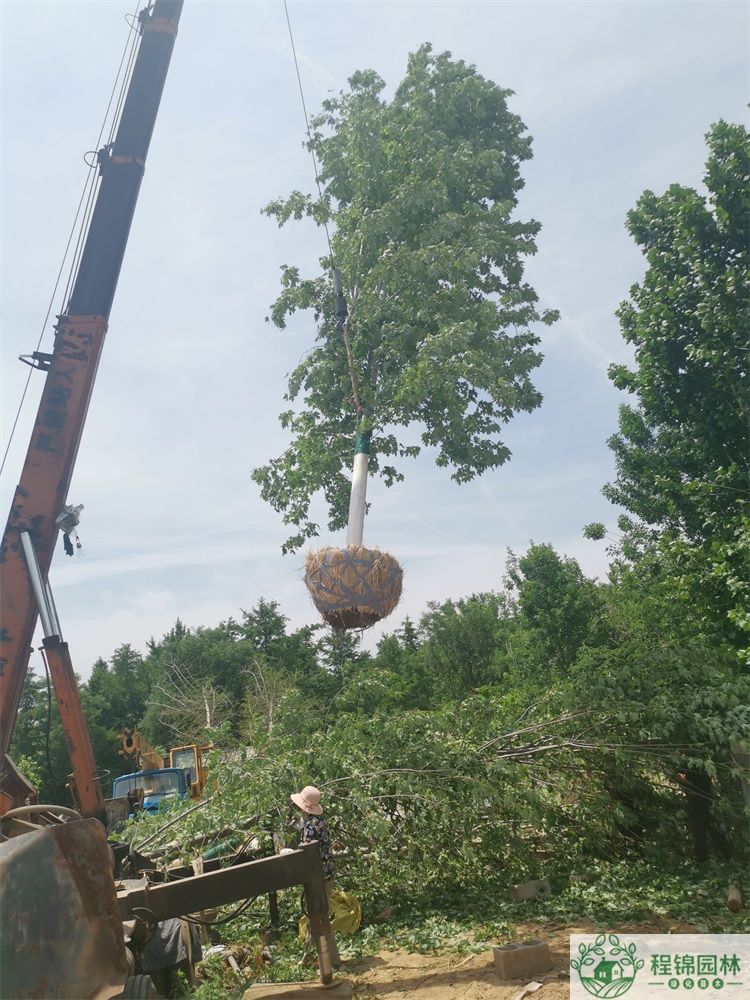 丝瓜黄色视频14/15公分价格_丝瓜黄色视频市场批发价格