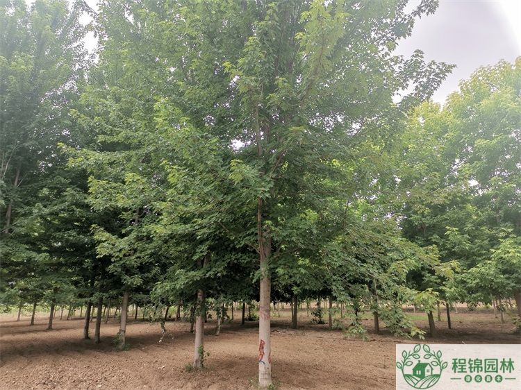 丝瓜黄色视频14/15公分价格_丝瓜黄色视频市场批发价格