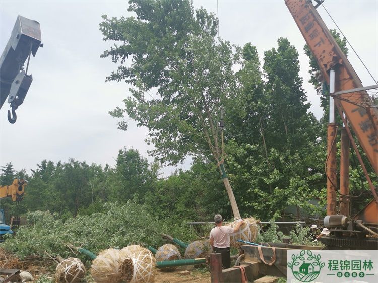 丝瓜黄色视频14/15公分价格_丝瓜黄色视频市场批发价格